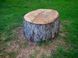 Trusted Middleburg, PA Tree Care Experts