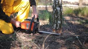 Best Tree Mulching  in Middleburg, PA