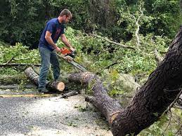 Best Tree Removal  in Middleburg, PA