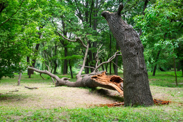 Best Tree Cabling and Bracing  in Middleburg, PA