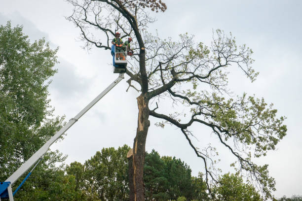 Best Tree Maintenance Programs  in Middleburg, PA