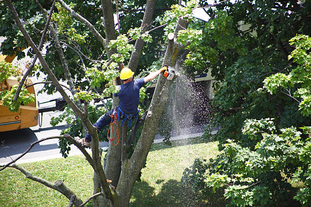 Best Stump Grinding and Removal  in Middleburg, PA