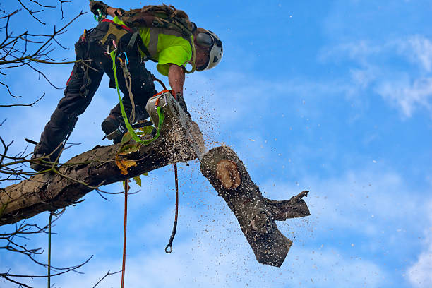 Best Pest Control for Lawns  in Middleburg, PA